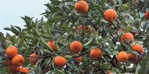 AGRINSIEME: AGRUMI, BENE TAVOLO MIPAAFT; ACCELERARE SU DECRETO PER USO RISORSE FONDO;  INTESA ANNUNCIATA DAL GOVERNO FAVORISCA EXPORT AGRUMICOLO IN CINA